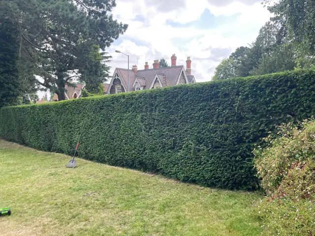 The same conifer hedge after cutting, with a more even top and tidier sides