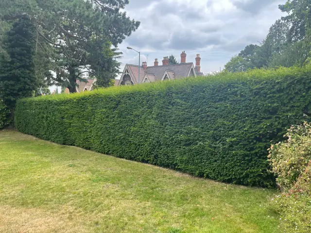 Long conifer hedge with uneven new growth along the top before trimming